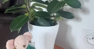 Mouse - Gîte La souris verte - Videix