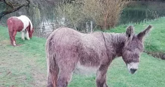 Ferme pédagogique Terr'Happy - Rochechouart
