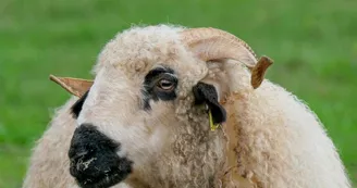 Ferme pédagogique Terr'Happy - Rochechouart