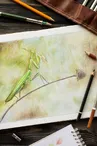 Exposition aquarelle
