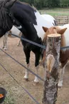 Ferme pédagogique Terr'Happy - Rochechouart